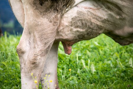 Firm milk fur photo