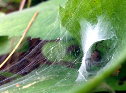 Funnel Web Spider