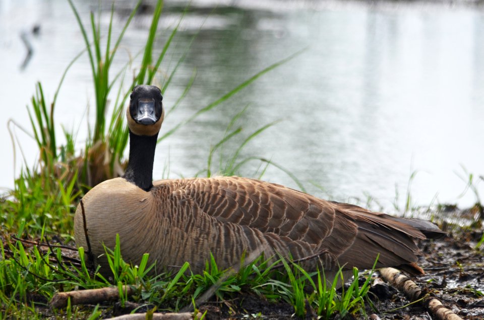 Nesting Canada Goose