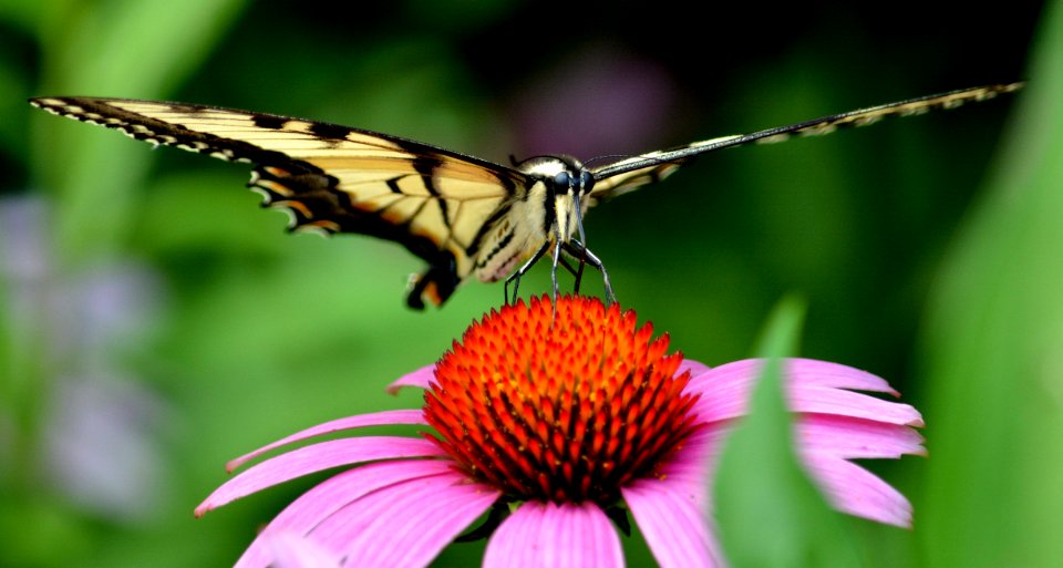 Tiger Swallowtail on Purple Coneflower photo