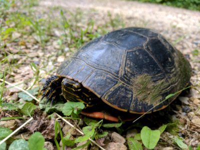 Western Painted Turtle photo
