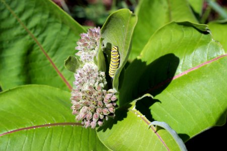 Monarch Caterpillar on Common Milkweed