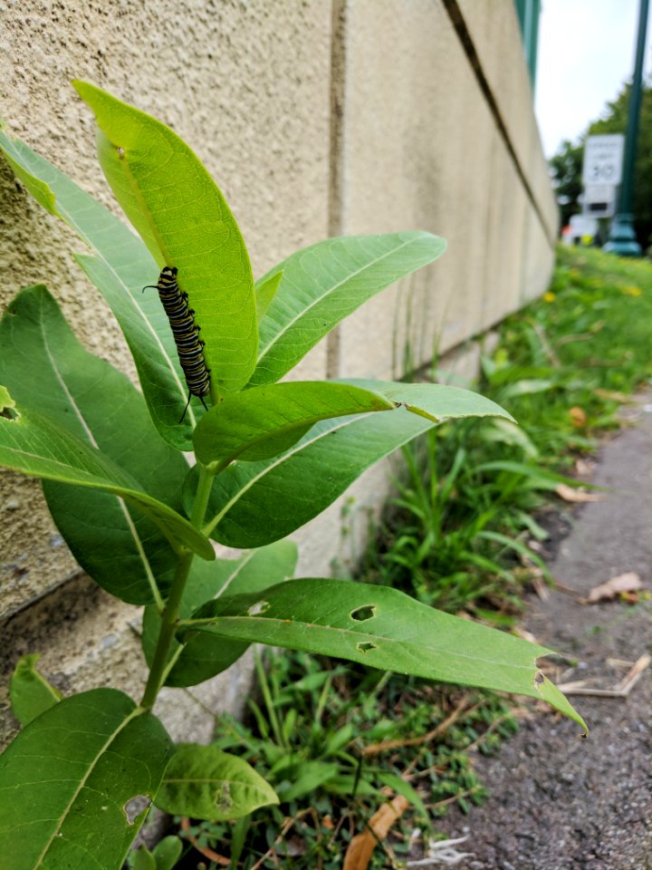Monarch Caterpillar on Common Milkweed