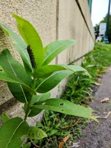 Monarch Caterpillar on Common Milkweed photo