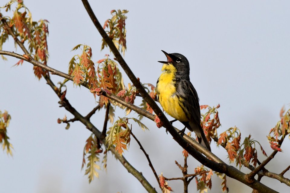 Kirtland's Warbler in Michigan