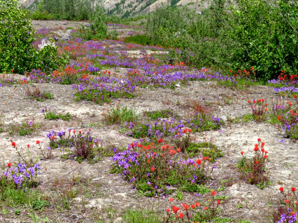 Wildflowers at Mt. St. Helens NM in WA