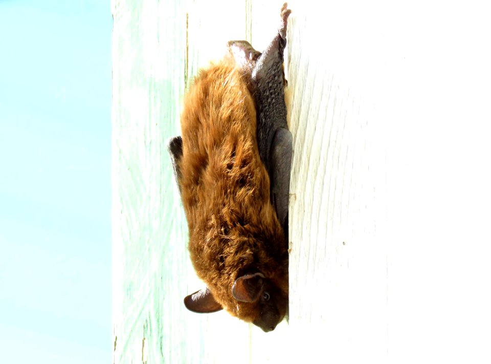 Big Brown Bat