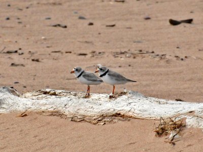 Piping Plovers photo