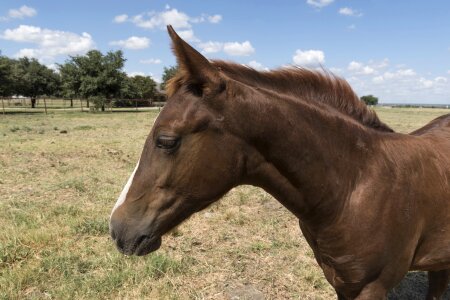 Ranch pasture country photo