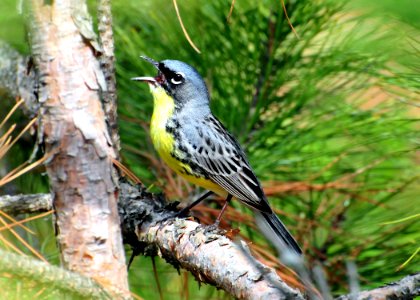 Kirtland's warbler