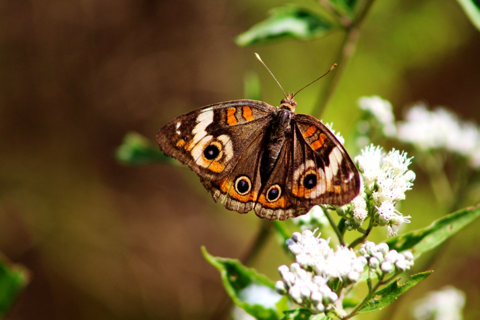 Common buckeye butterfly on white snakeroot