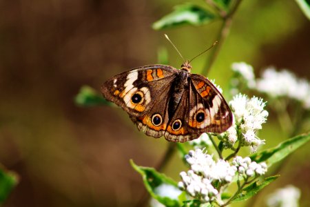 Common buckeye butterfly on white snakeroot