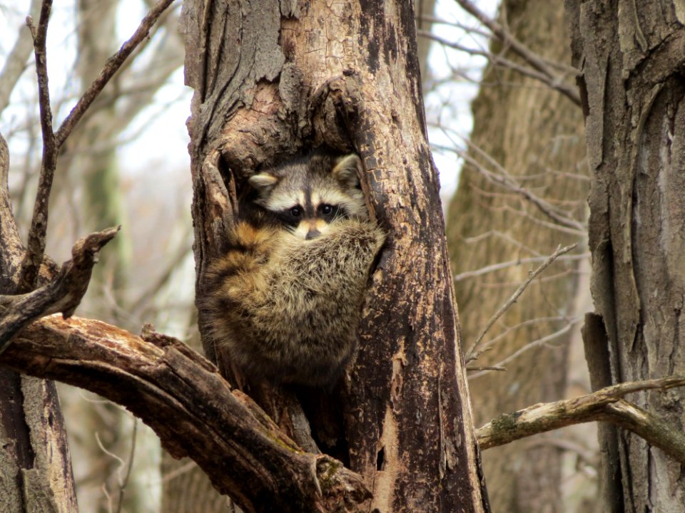 Raccoon resting in a tree cavity