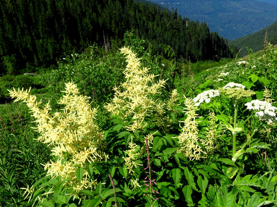 Hidden Lake Trail at North Cascades NP in WA