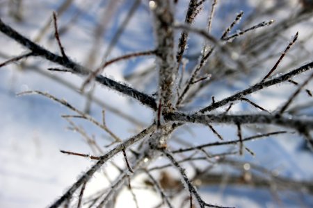 Hoar frost photo