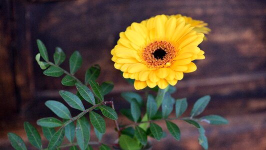 Blossom bloom orange photo