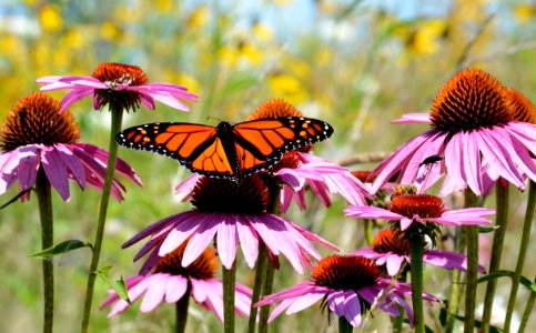 Monarch butterfly and honeybee on purple coneflower photo