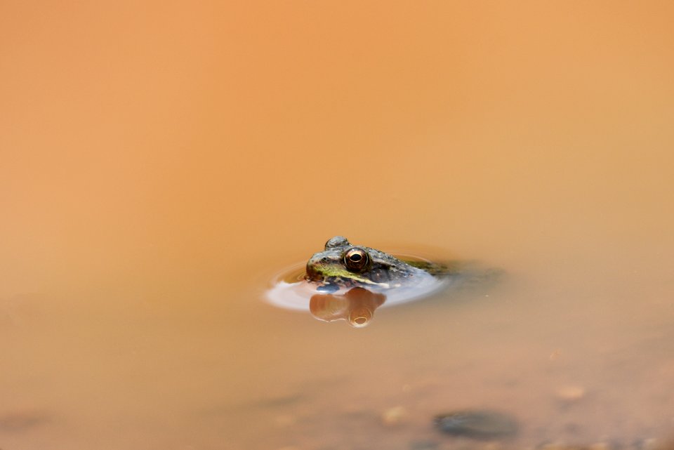 Green frog in a puddle