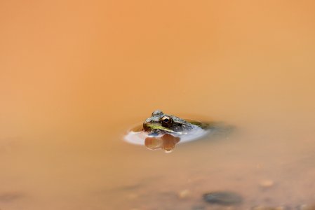 Green frog in a puddle photo