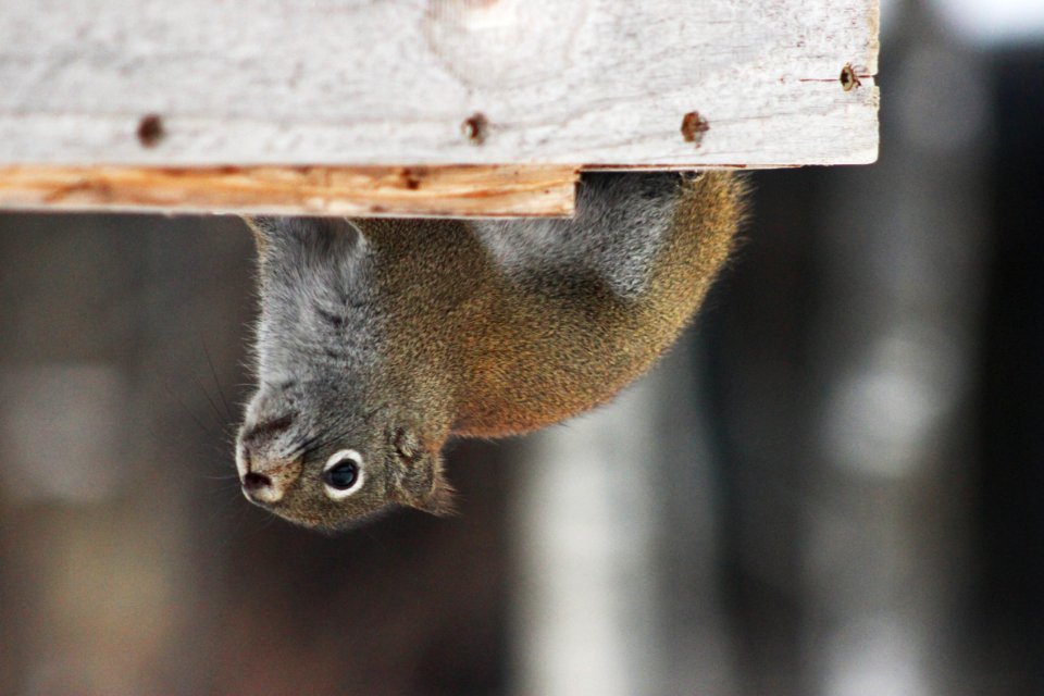 Red Squirrel in Minnesota
