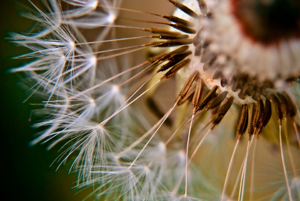 Detail dandelion flower