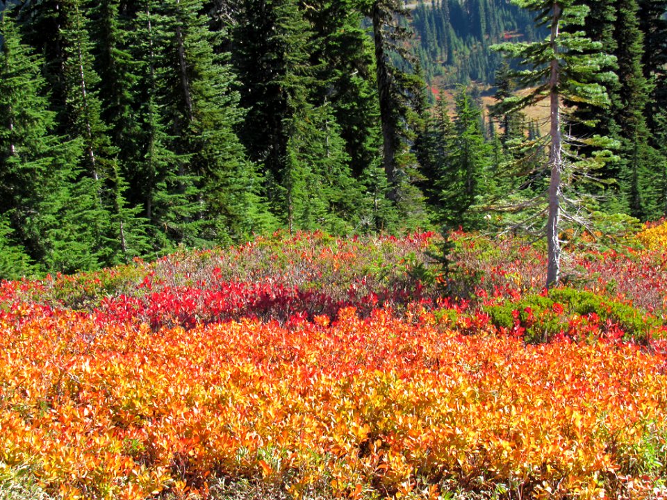 Autumn at Skyline Trail at Mt. Rainier NP in WA