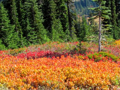 Autumn at Skyline Trail at Mt. Rainier NP in WA