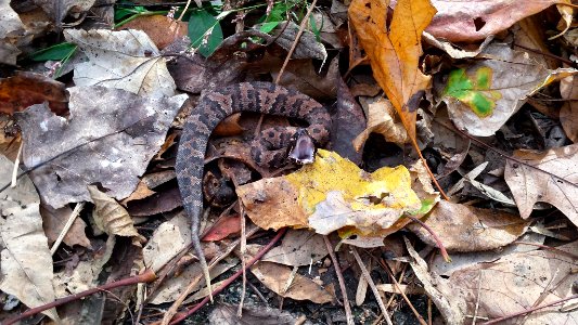 Juvenile Cottonmouth Snake