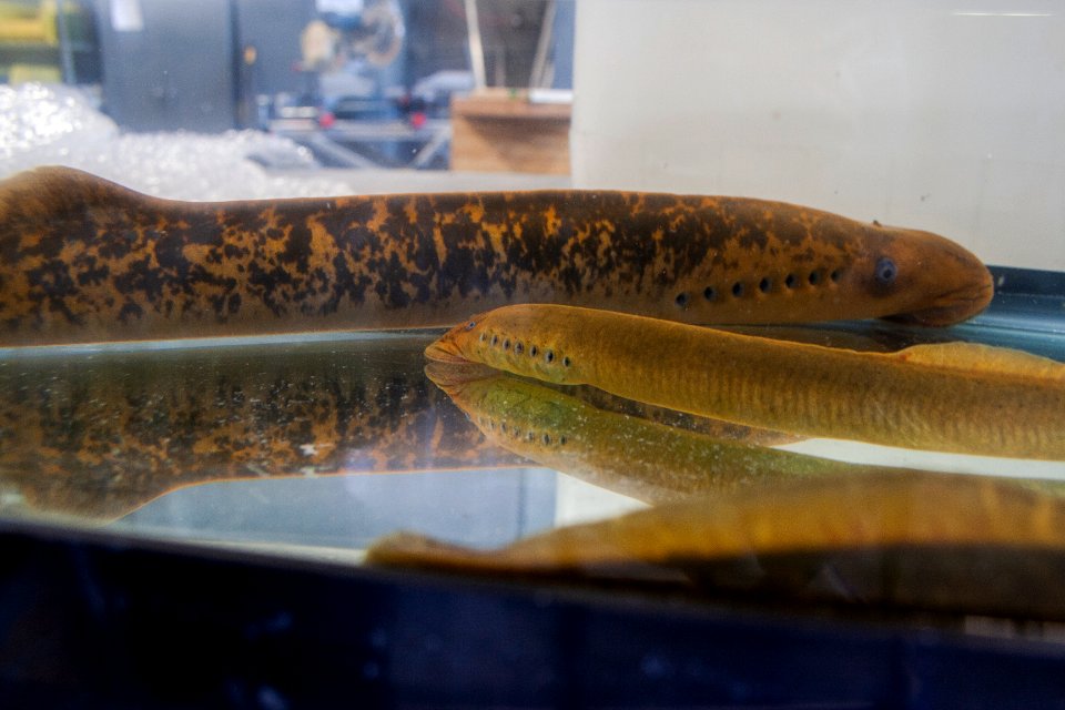 Invasive Sea Lamprey and Native Chestnut Lamprey photo