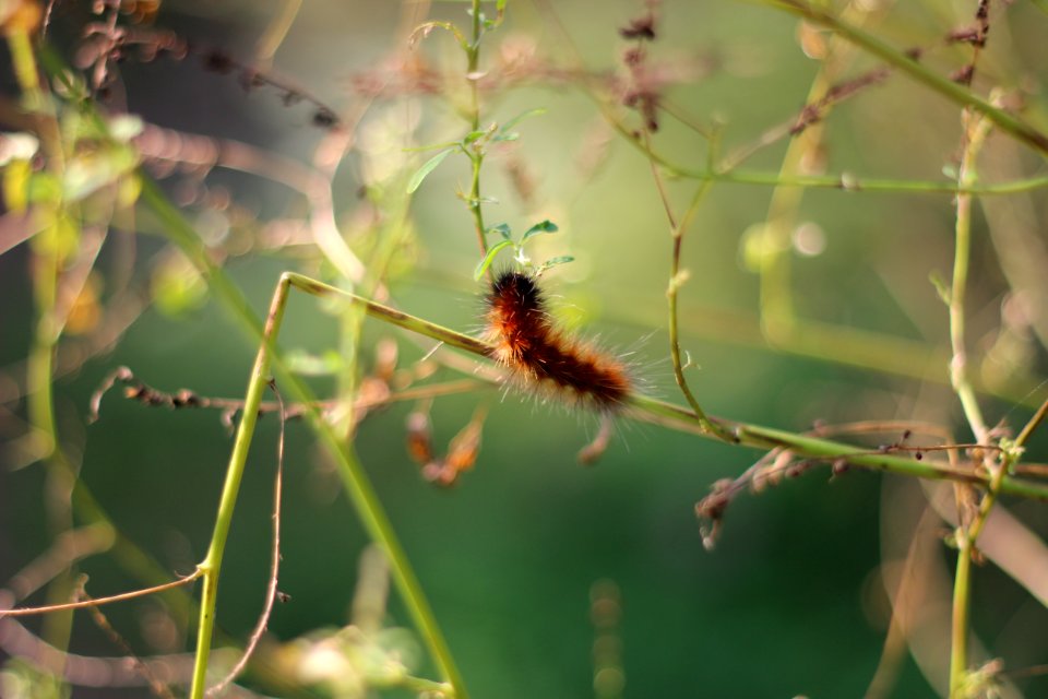 Woolly bear caterpillar