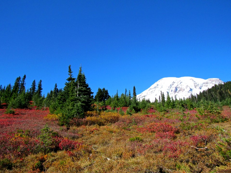 Autumn at Skyline Trail at Mt. Rainier NP in WA