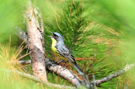Kirtland's warbler singing in a jack pine photo
