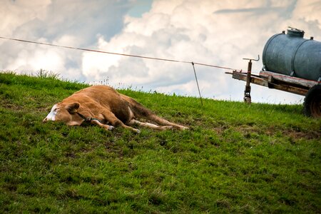 Rest click meadow photo