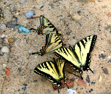 Tiger swallowtails