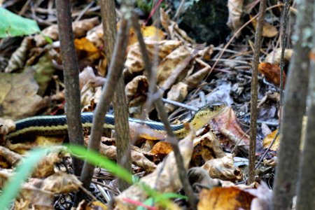 Garter Snake