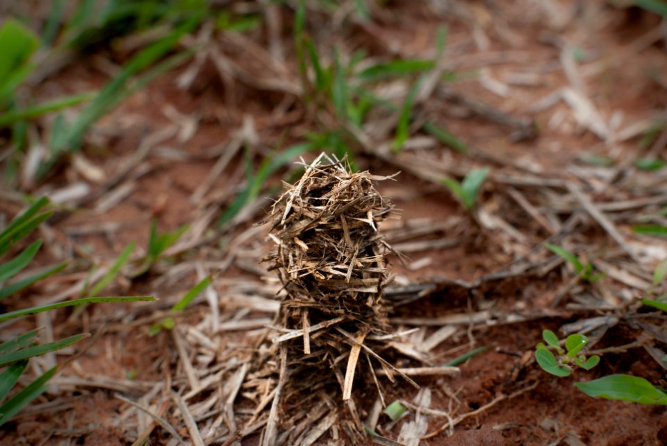 Cocoon