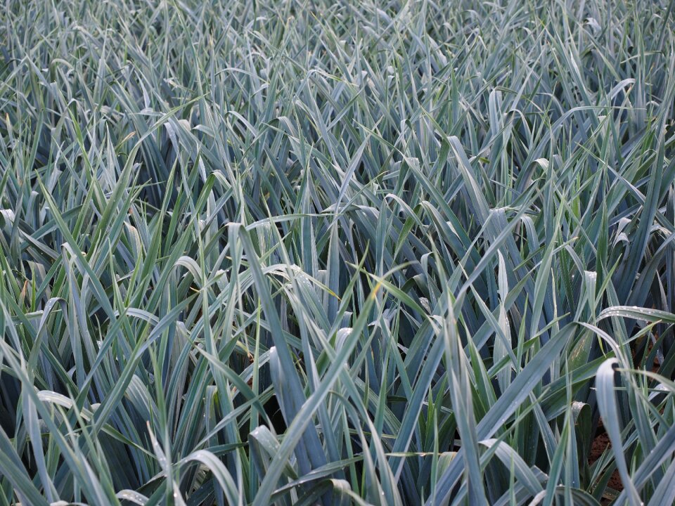 Agriculture arable leek