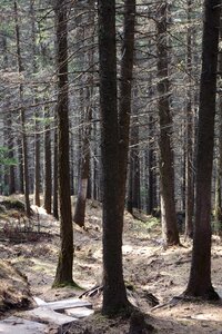 National park tree woods