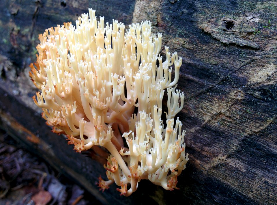 Crown Coral Fungus
