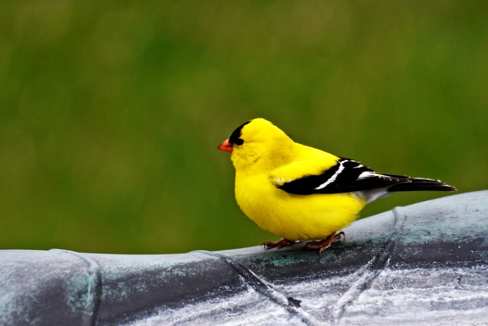 American goldfinch perched on a bird bath