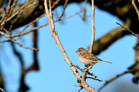 American Tree Sparrow photo