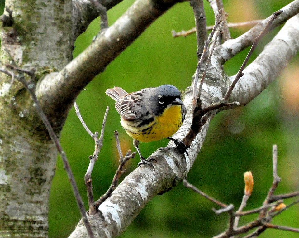 Kirtland's Warbler
