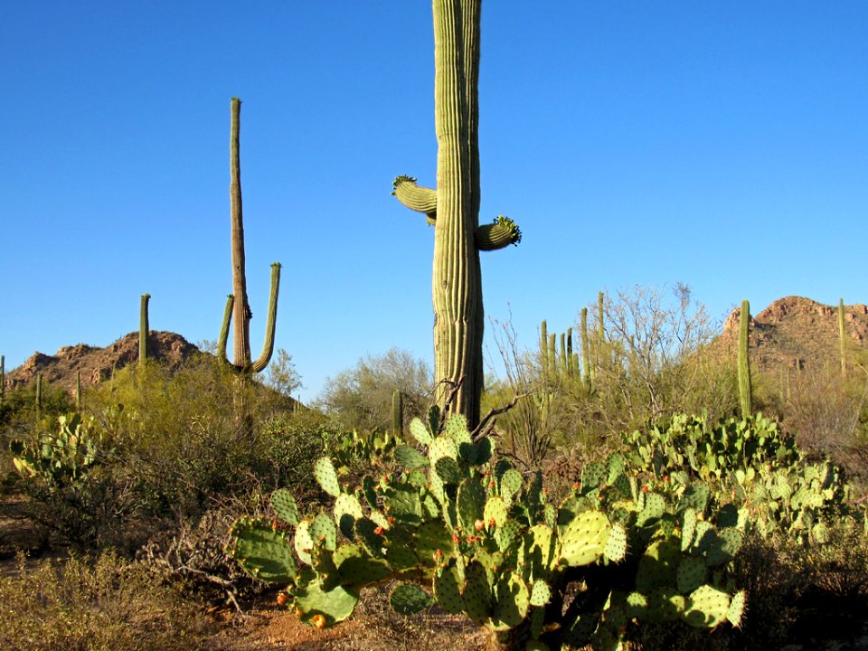 Saguaro NP in Arizona