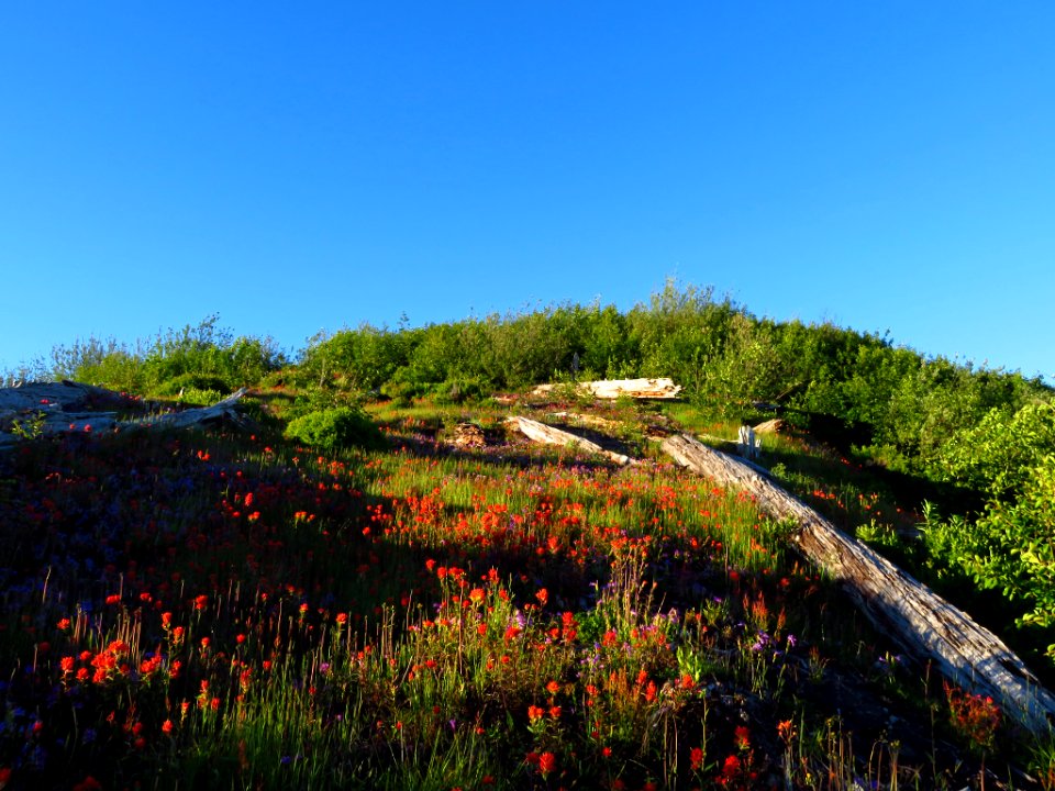 Wildflowers at Mt. Margaret Backcountry in WA