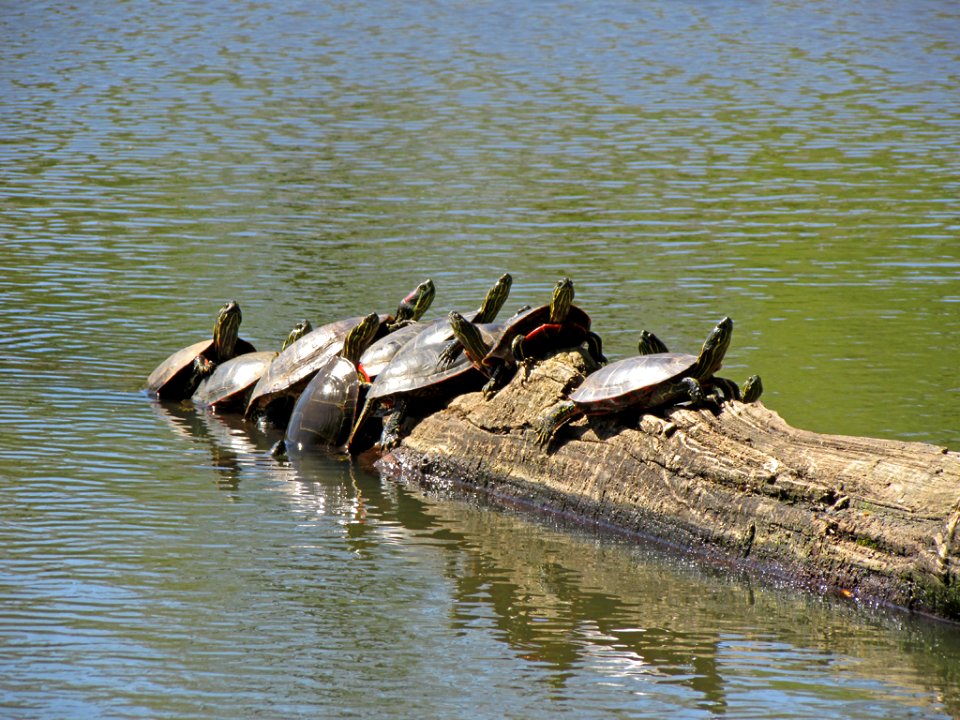 Western Turtles at Steigerwald Lake NWR in WA