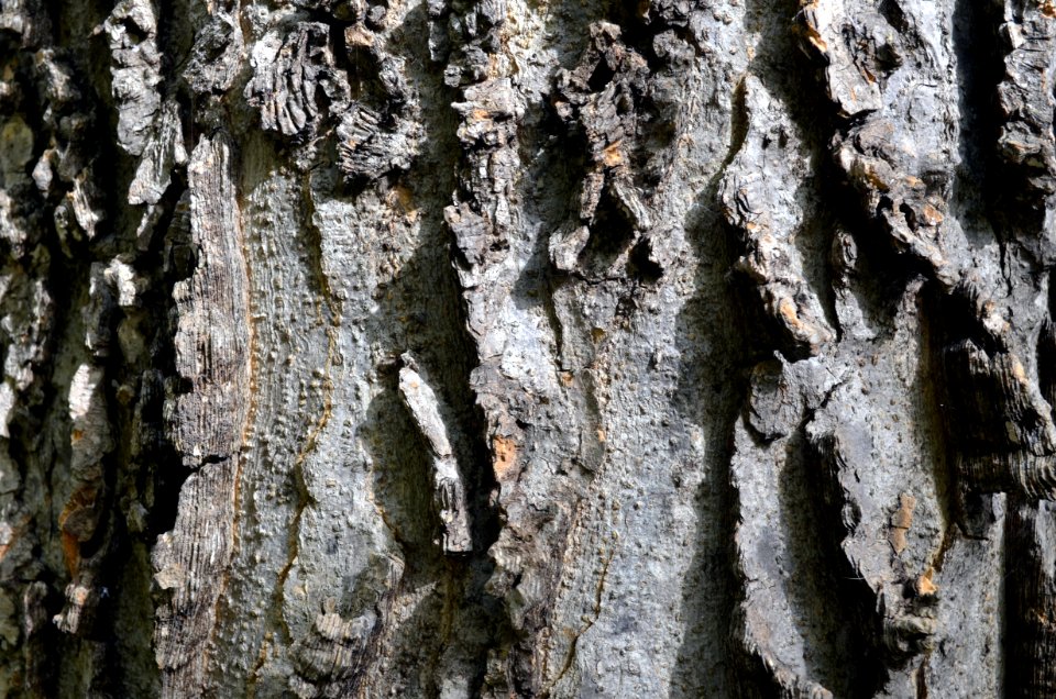 Bark