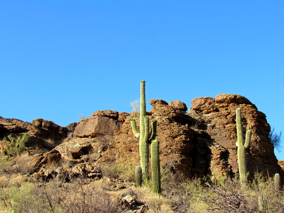 Saguaro NP in Arizona