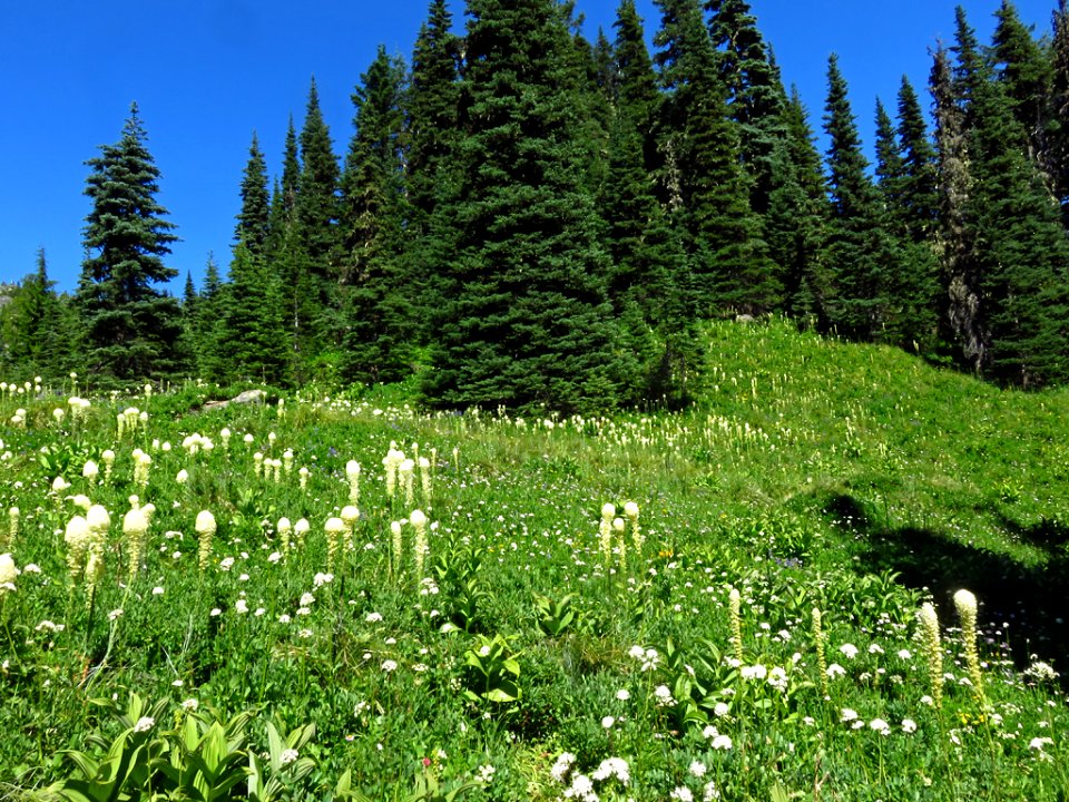 Bear Grass at Mt. Rainier NP in WA