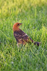 Young Yellow-headed Blackbird