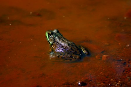 Green Frog photo